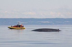 RorqualBleuMLoiselle_web © Marc Loiselle - Québec maritime