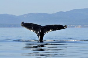 Rorqual_a_bosseMLoiselle2_web