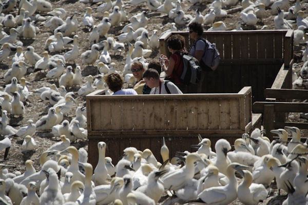Les fous de bassans