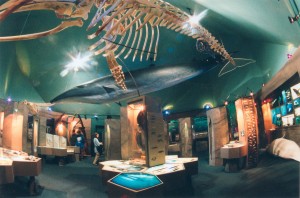 Le centre d'interprétation des mammifères marins   © CIMM