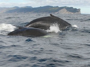 CroisiereBaieDeGaspe