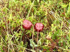 IMG_0659_web