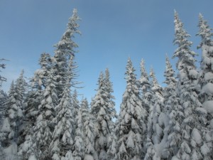 Snowed trees in Gaspésie National Park  © Jean-Pascal Côté