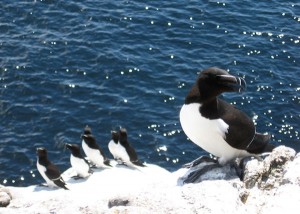 Petits pingouins dans l'archipel des Sept Îles © Raphael Chouinard / Tourisme Sept-Îles