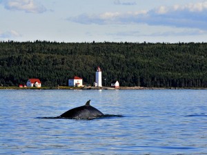 Whale near the Île Verte Lighthouse © Marc Loiselle