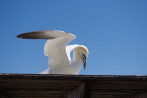 A northern gannet perched on the roof of a shelter near the observation site © Le Québec maritime