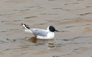 Bonaparte's Gull © Yves Rabe/Tourisme Côte-Nord - Manicouagan