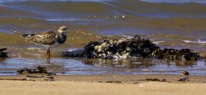 Ruddy turnstone © Yves Rabe/Tourisme Côte-Nord -Manicouagan