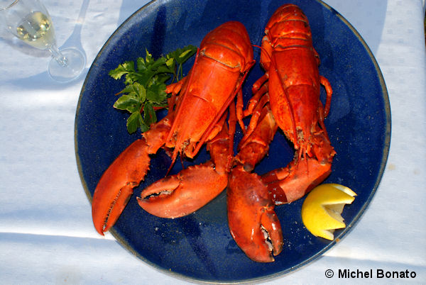 Le homard des Îles de la Madeleine