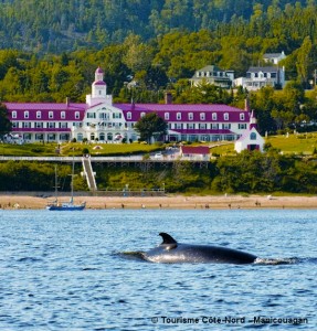 Baleine au large de la ville de Tadoussac 