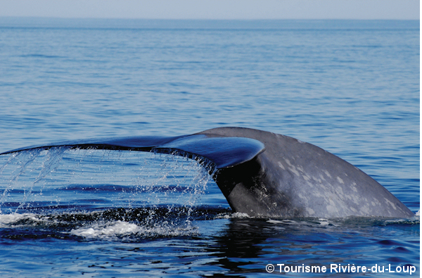 Baleine Rivière-du-Loup