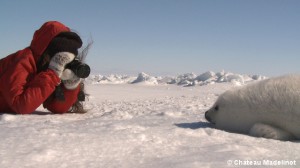 Seal pup observation
