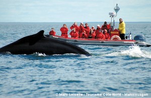 Whale watching Tadoussac