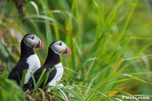 Atlantic Puffin Mingan