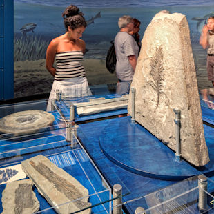 Fossil exhibit at Miguasha