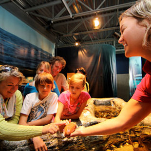 Activity at the touch tank at Exploramer