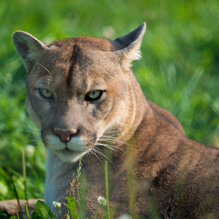 cougar de la gaspesie béziers cougar de la gaspesie béziers