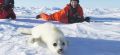 Osservazione dei cuccioli di foca
