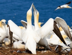 Parc national de l'Île-Bonaventure-et-du-Rocher-Percé