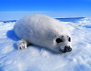 Harp Seal Watching
