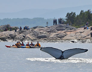 Parc marin du Saguenay – Saint-Laurent