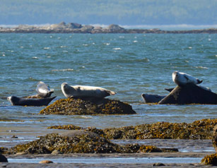 Parc national du Bic