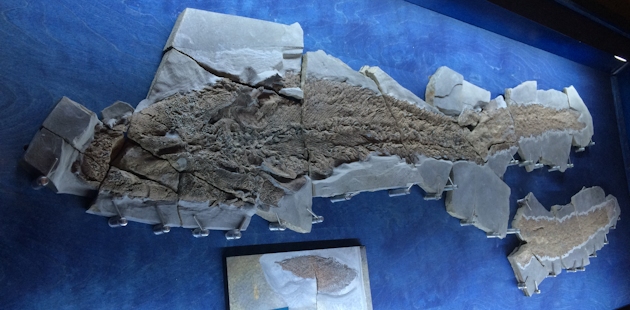 Fossile Elpistostege Watsoni à Miguasha