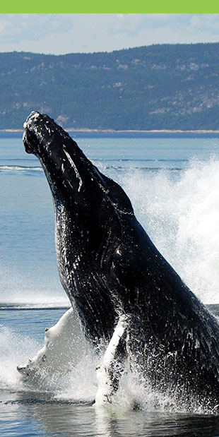 CBaleine en Côte-Nord