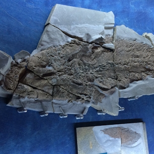 Elpistostege watsoni fossil in Miguasha