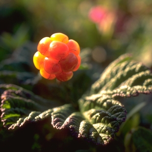 Cloudberries