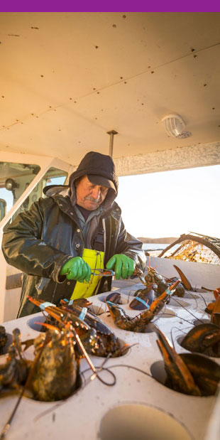 Lobster fishing