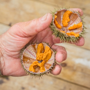 Sea urchins