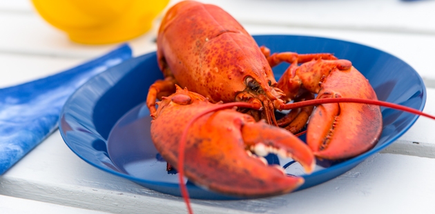 Lobster from the Îles de la Madeleine