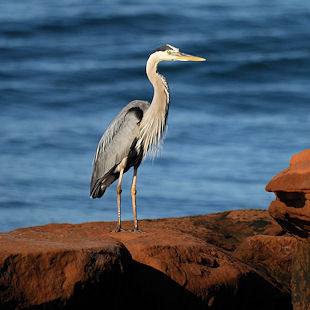 Great blue heron in the Îles de la Madeleine