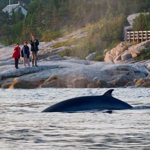 Whale watching from the shore