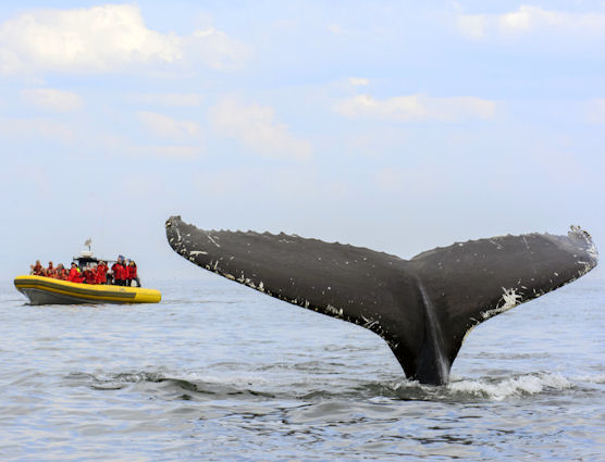 Whale watching from a Zodiac
