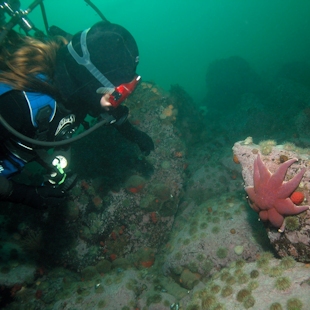 Diver in Côte-Nord