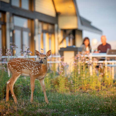 White-tailed deer in Anticosti