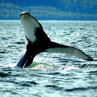 Diving humpback whale