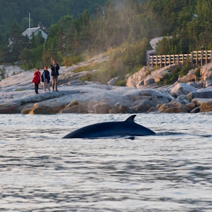 Whale watching from the shore in Côte-Nord