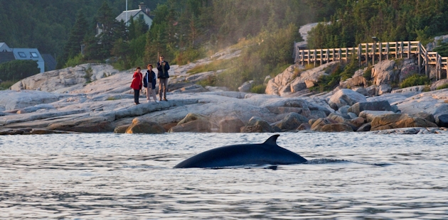 Whale watching from the shore in Côte-Nord
