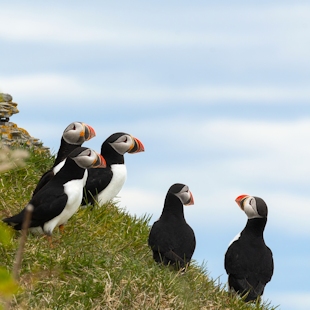 Atlantic puffins in the Mingan Archipelago National Park Reserve in Côte-Nord