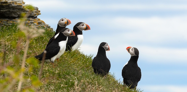 Atlantic puffins in the Mingan Archipelago National Park Reserve in Côte-Nord