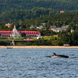 Whale and Hôtel Tadoussac in Côte-Nord