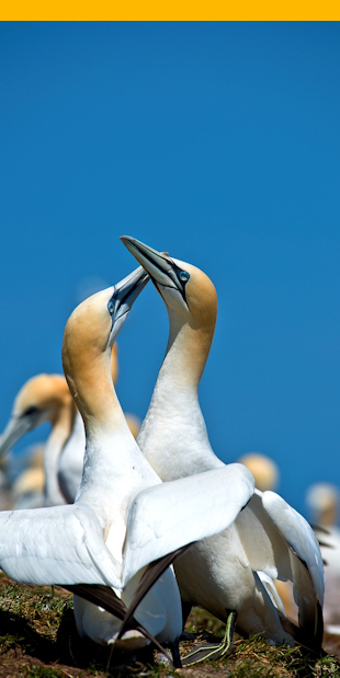 Northern gannets in Gaspésie