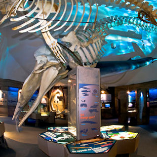 Whale skeleton exhibit