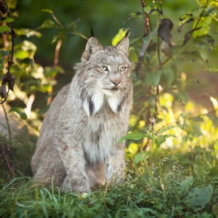 Lynx at the Bioparc de la Gaspésie