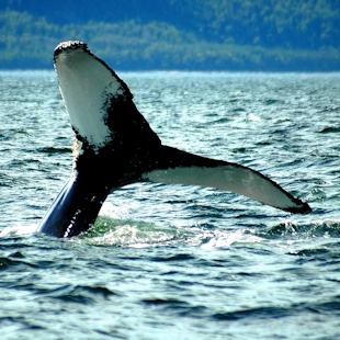 Humpback tail