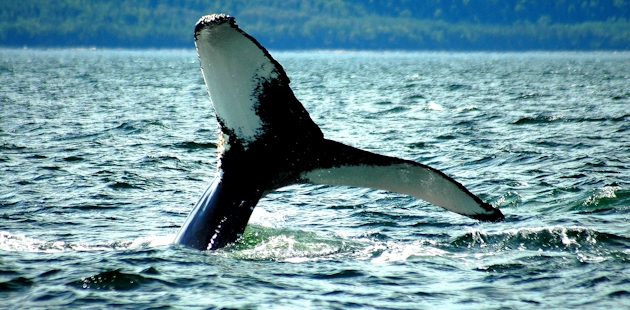 Humpback tail