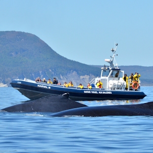 Whale-watching in Gaspé